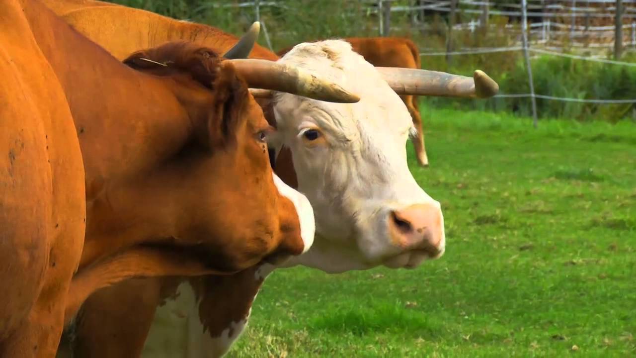 Der Bauernhof der Familie Kerth in Kandel in der Pfalz (HD)