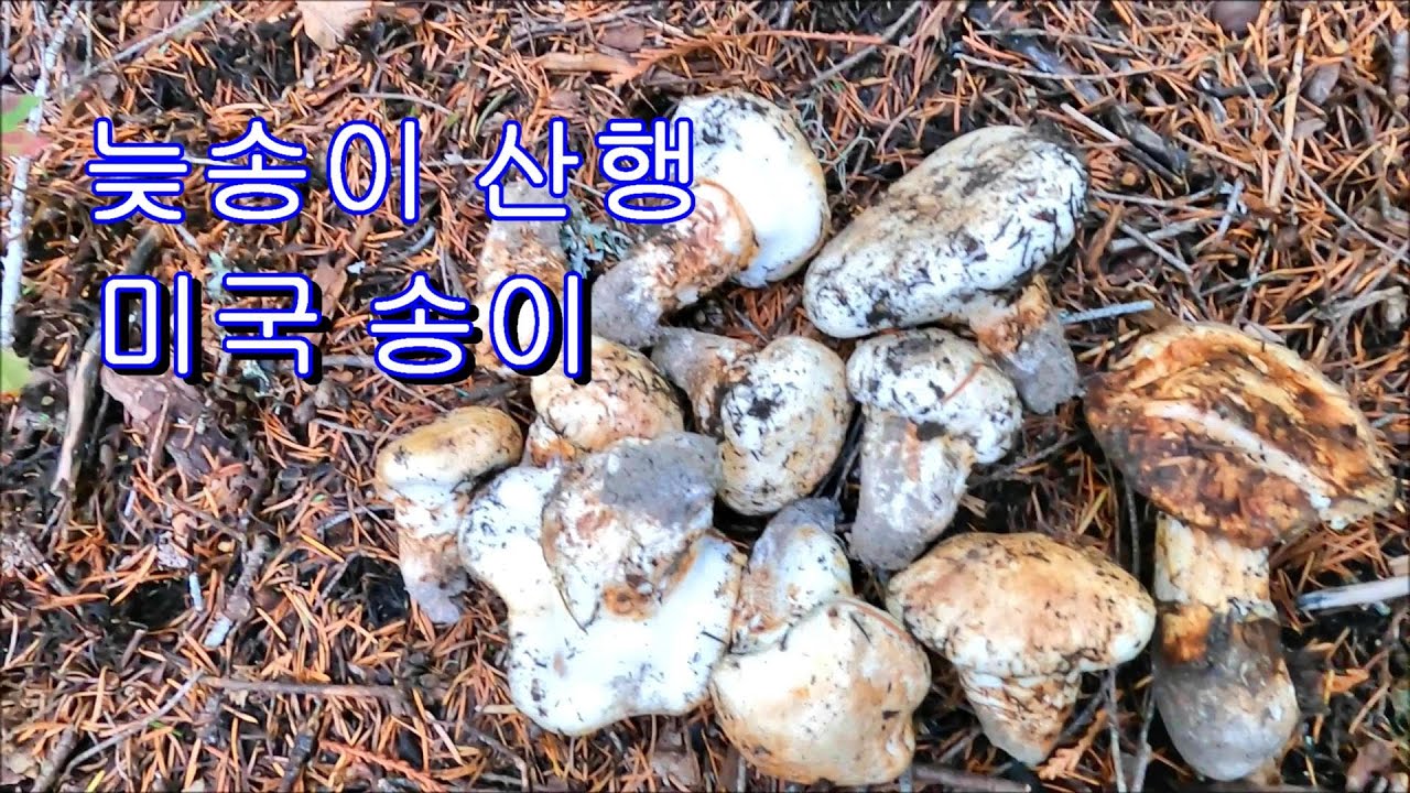 늦송이 산행 Pine Mushrooms