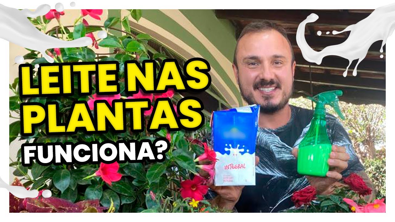 LEITE NAS PLANTAS | Conheça todos os benefícios