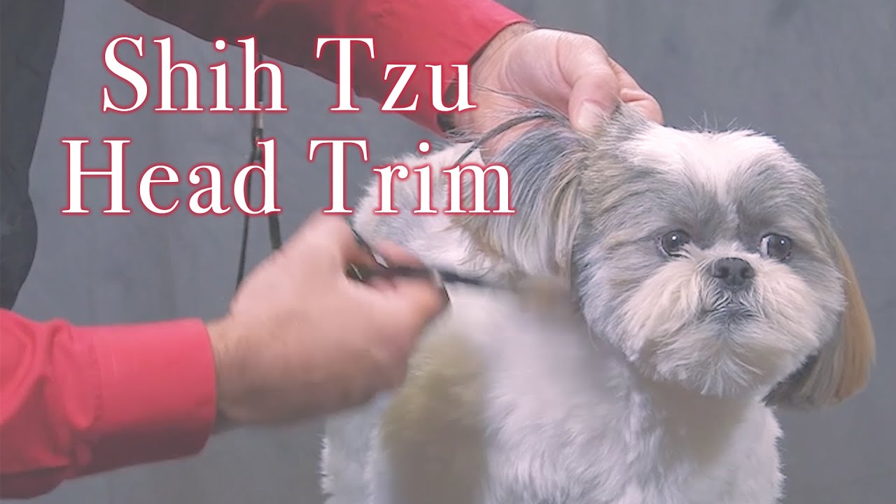 Shih Tzu Head with Jay Scruggs