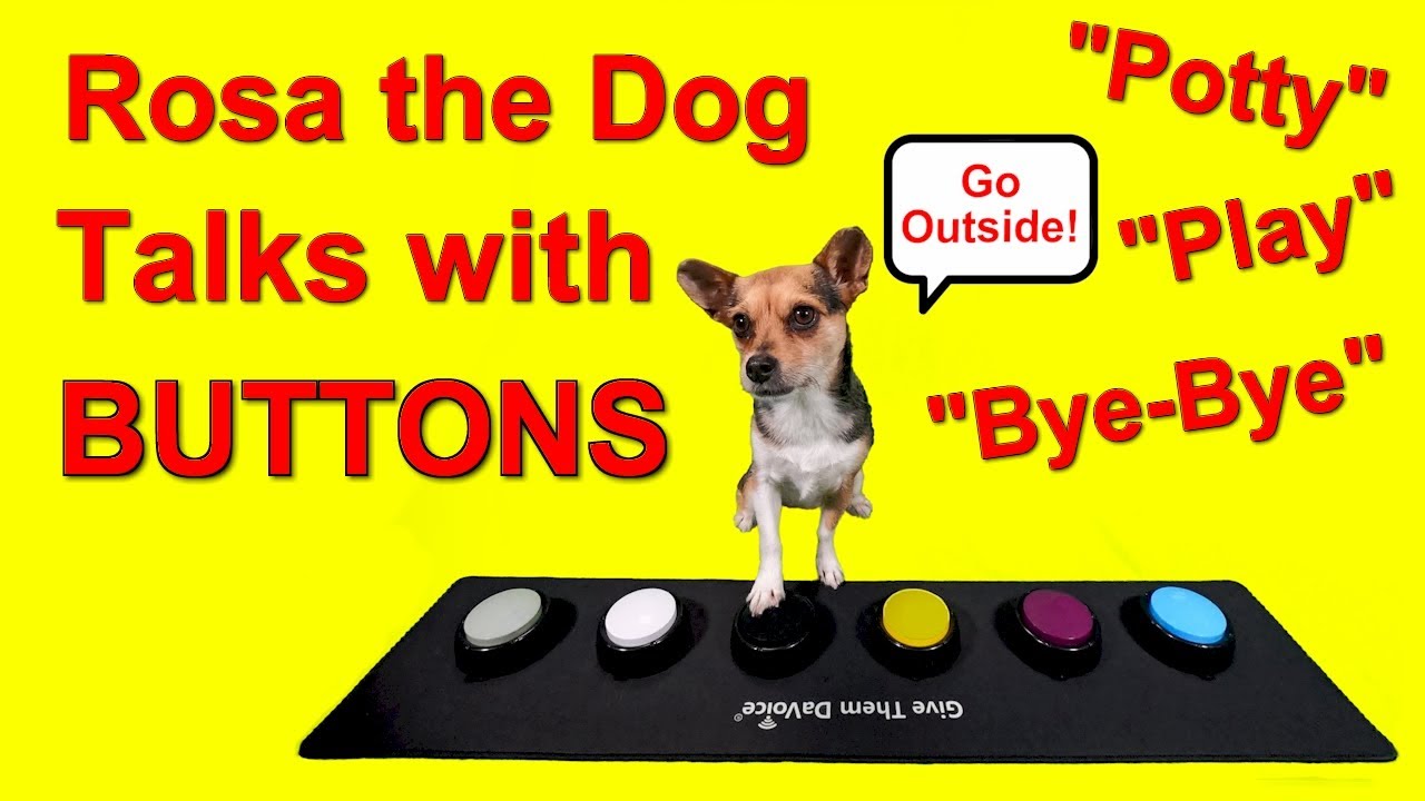 Dog Buttons Talk How To - Rosa Uses Talking Dog Buttons #short