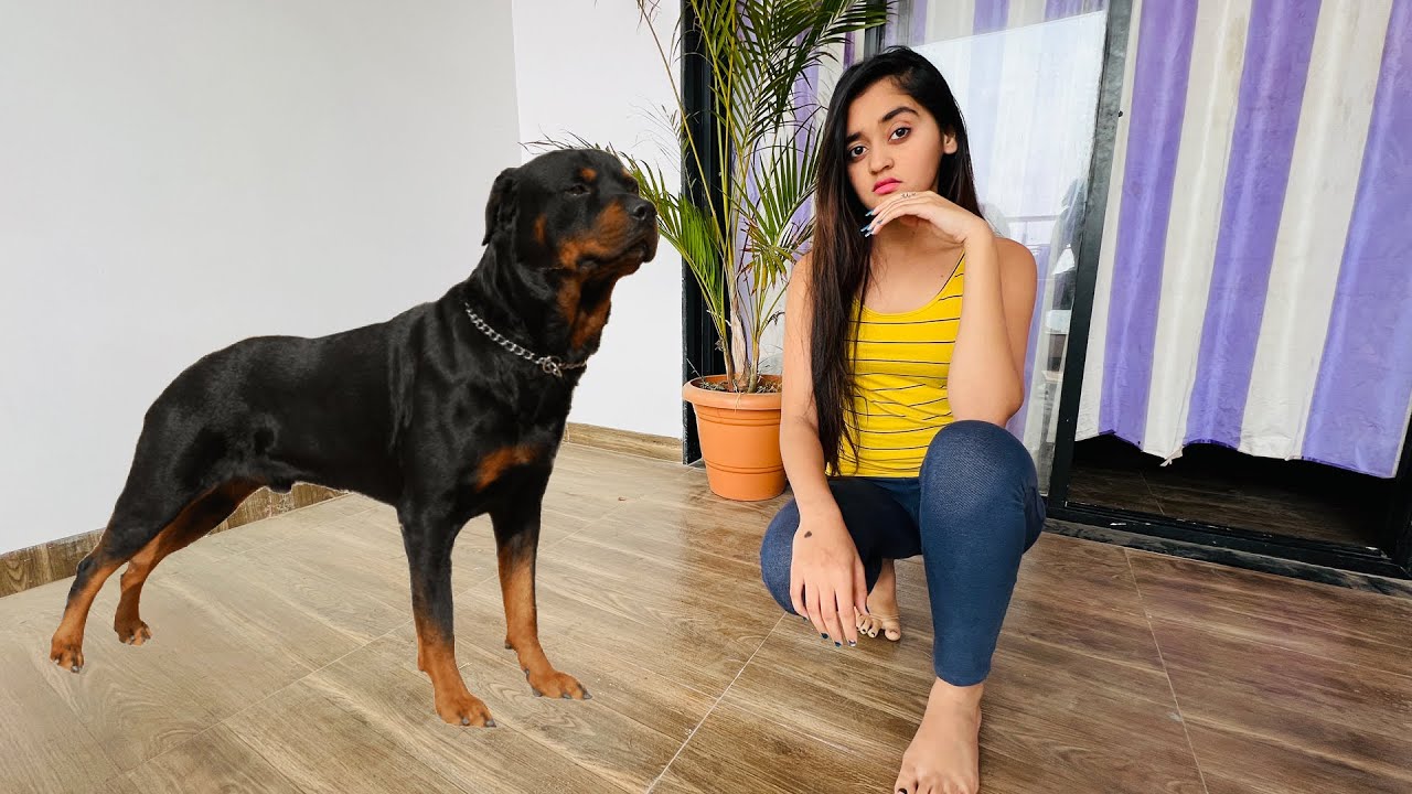Finally New Family Member Most Aggresive And Expensive Rottweiler Dog Came Home | Bindass Kavya Vlog