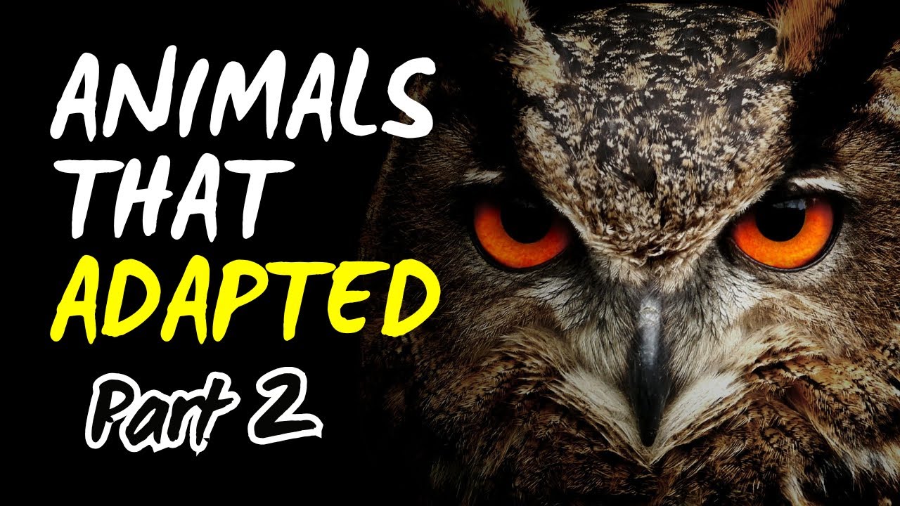 10 More Animals That Adapted (Part 2 of 2)