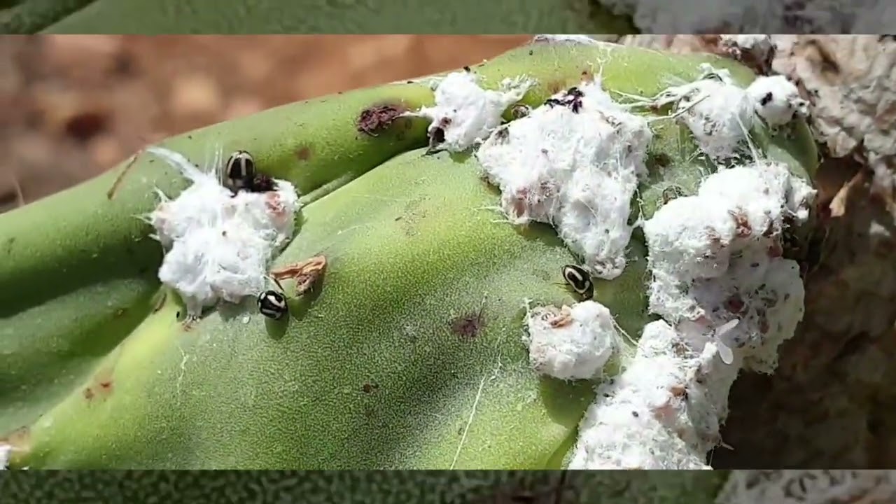 La coccinelle trident contre la cochenille du cactus