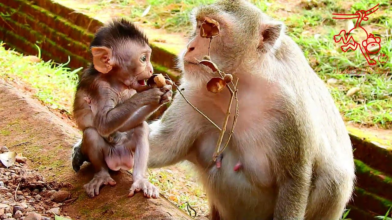 Aww Cute Baby Cinn Try To Find Eats By Herself #Monkeyaction