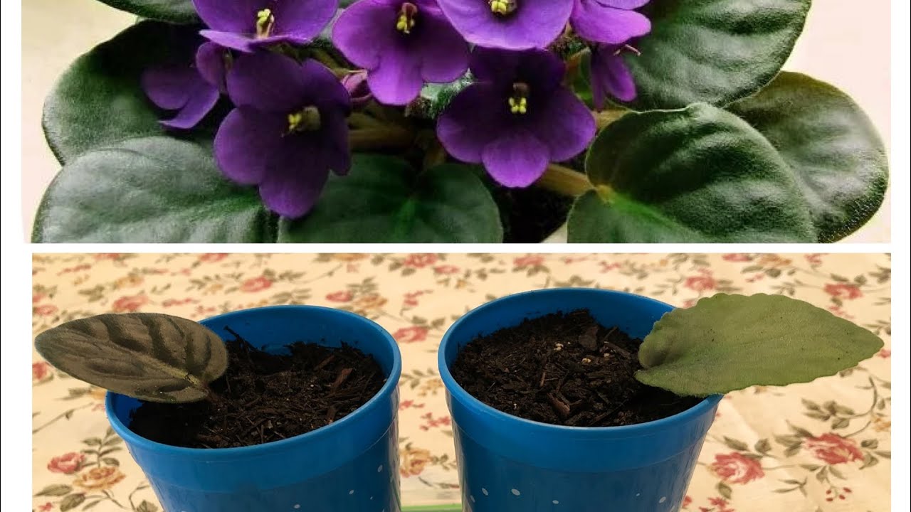 YENİ MENEKŞELERİNİZE HEMEN YER AÇIN❗️MENEKŞE EN KOLAY NASIL ÇOĞALTILIR❗️MENEKŞESİZ Ev kalmasın‼️🌺🌸