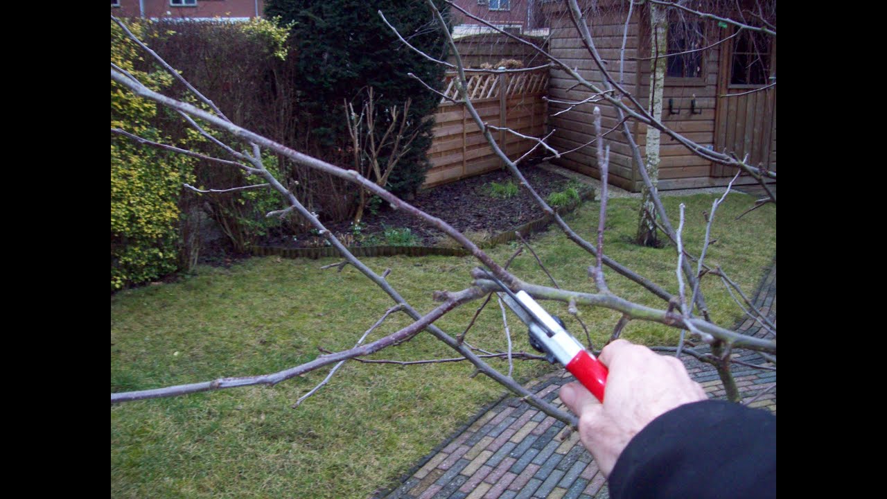 Fruitbomen snoeien. Hoe en wanneer?  - TUINVRIEND.NL