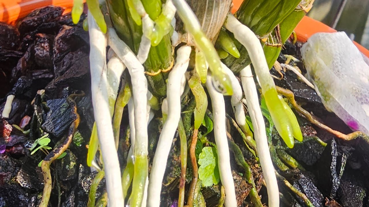 Tôi đã làm được rễ ra như giá. I have made the roots as good as they should be.