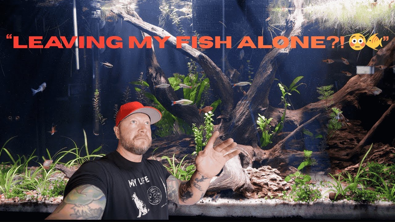 “Leaving for a Long Weekend? How I Make Sure ALL My Fish Tanks Are Safe & Healthy 🐠”