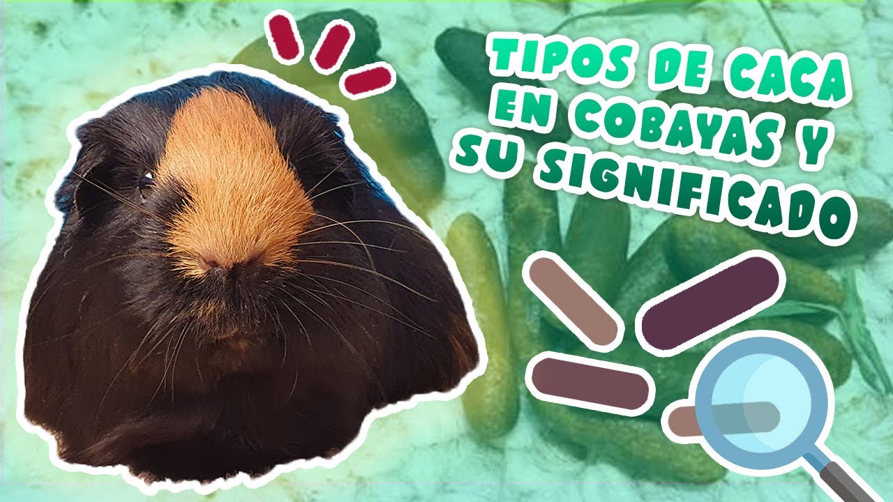 💩 ¿Qué dice la CACA de tus COBAYAS / CUYOS / CUYES sobre su SALUD? 🐹 Importancia y tipos 🕵️‍♀️