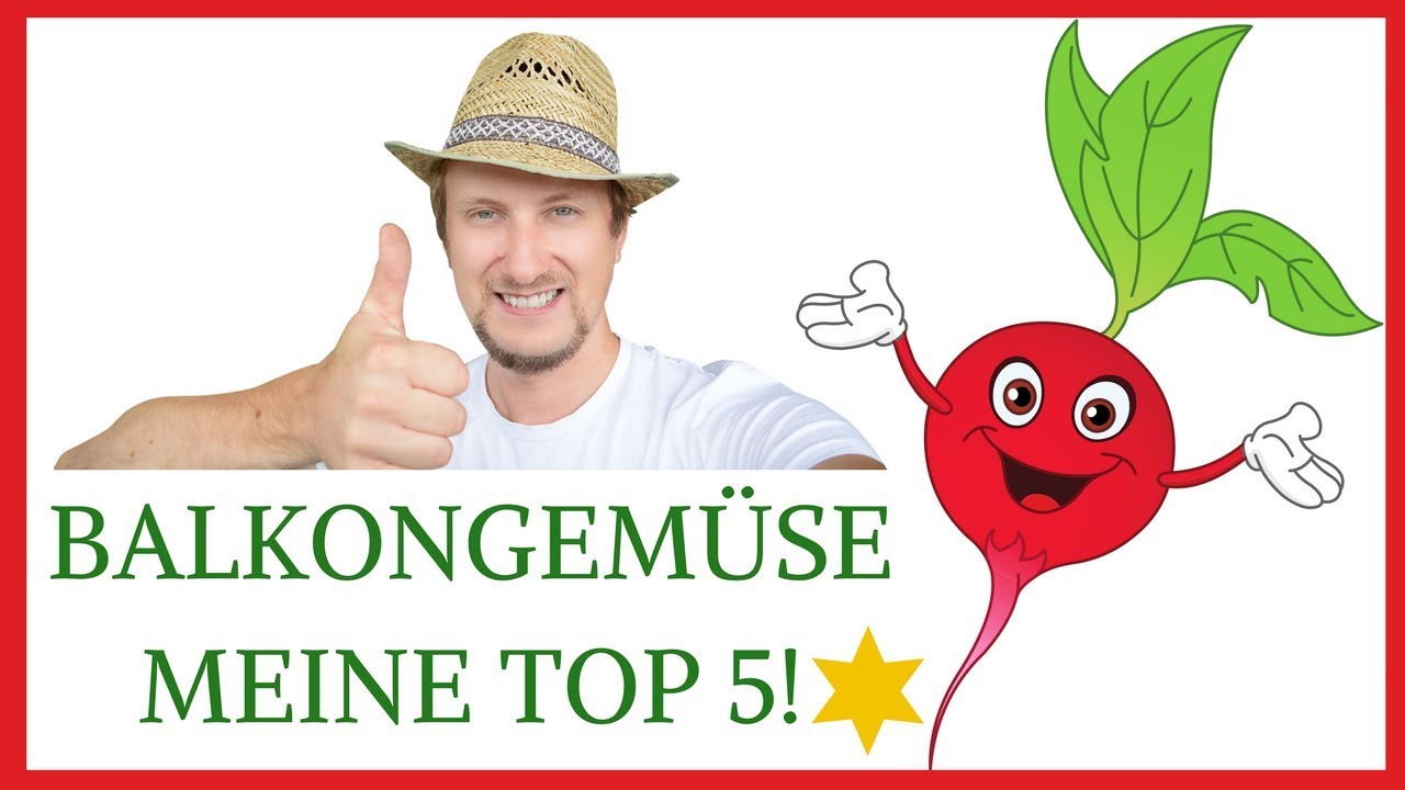Gemüse auf dem Balkon 😋 Meine Top 5 🍅🌶🥒