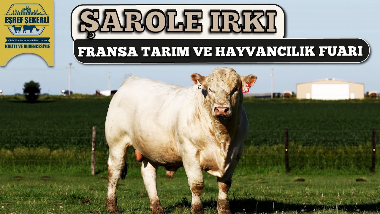 Şarole Irkı - Fransa Sommet de l'Elevage Fuarı!!!