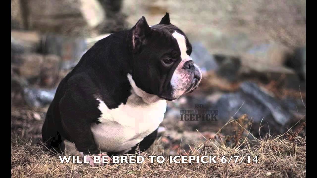 Another litter Sold out Exotic Bully Puppies $5500-10k  www.jbbullies.com