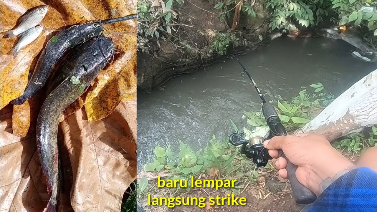 TERGANAS !! BARU LEMPAR LANGSUNG STRIKE LELE BESAR.