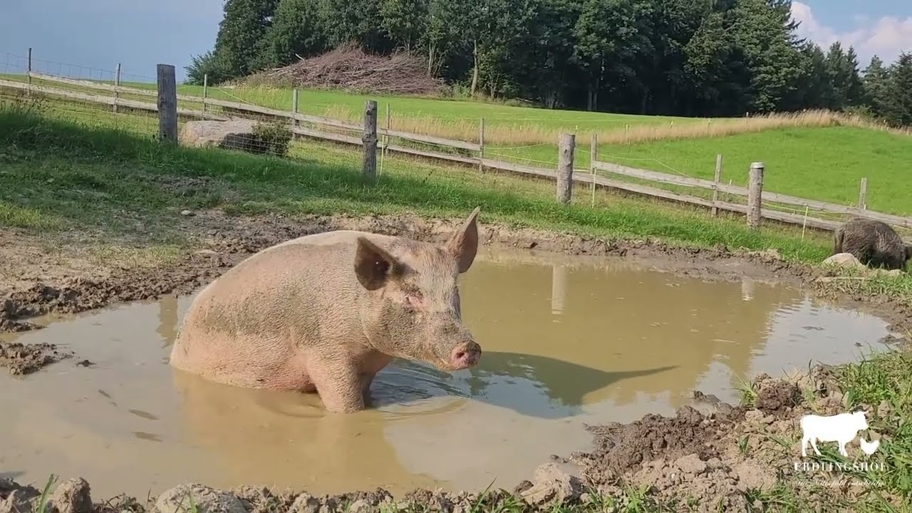 Badespaß in der Schweinesuhle 🐽