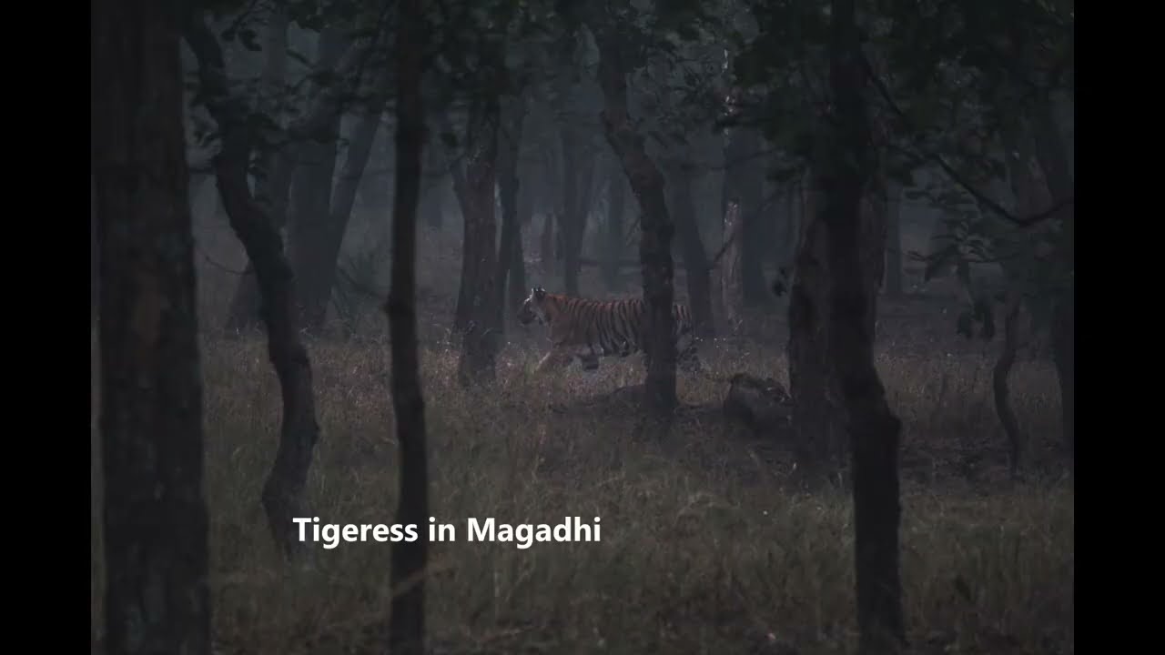 Bandhavgarh - Jan 2026