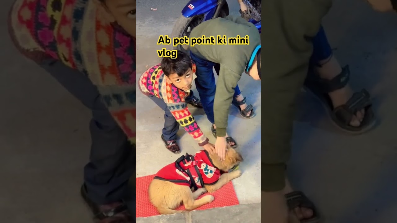 Ab pet point mini blog Najafgarh best pet store !! Humne dog ko pehnaaye kapde