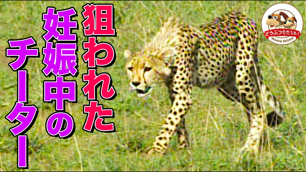 【チーターの一番長い日】獲物がとれない出産間近のチーターが別チーターと鉢合わせ！前代未聞の恐怖展開に…（羽仁進のマザーアフリカ㉘前編）【どうぶつ奇想天外／WAKUWAKU】