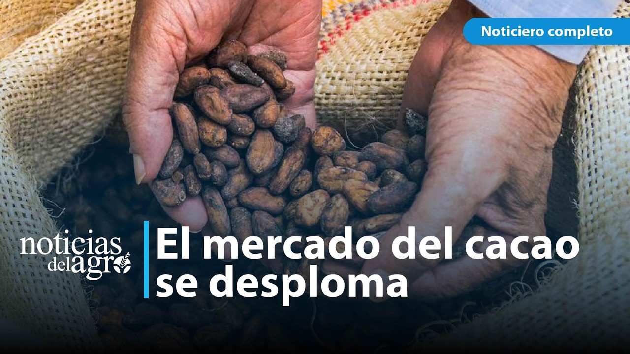 El mercado del cacao se desploma: precios alcanzan su punto más bajo en tres años