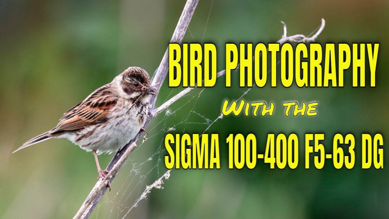 Wild Bird Photography with the Sigma 100-400 Lens