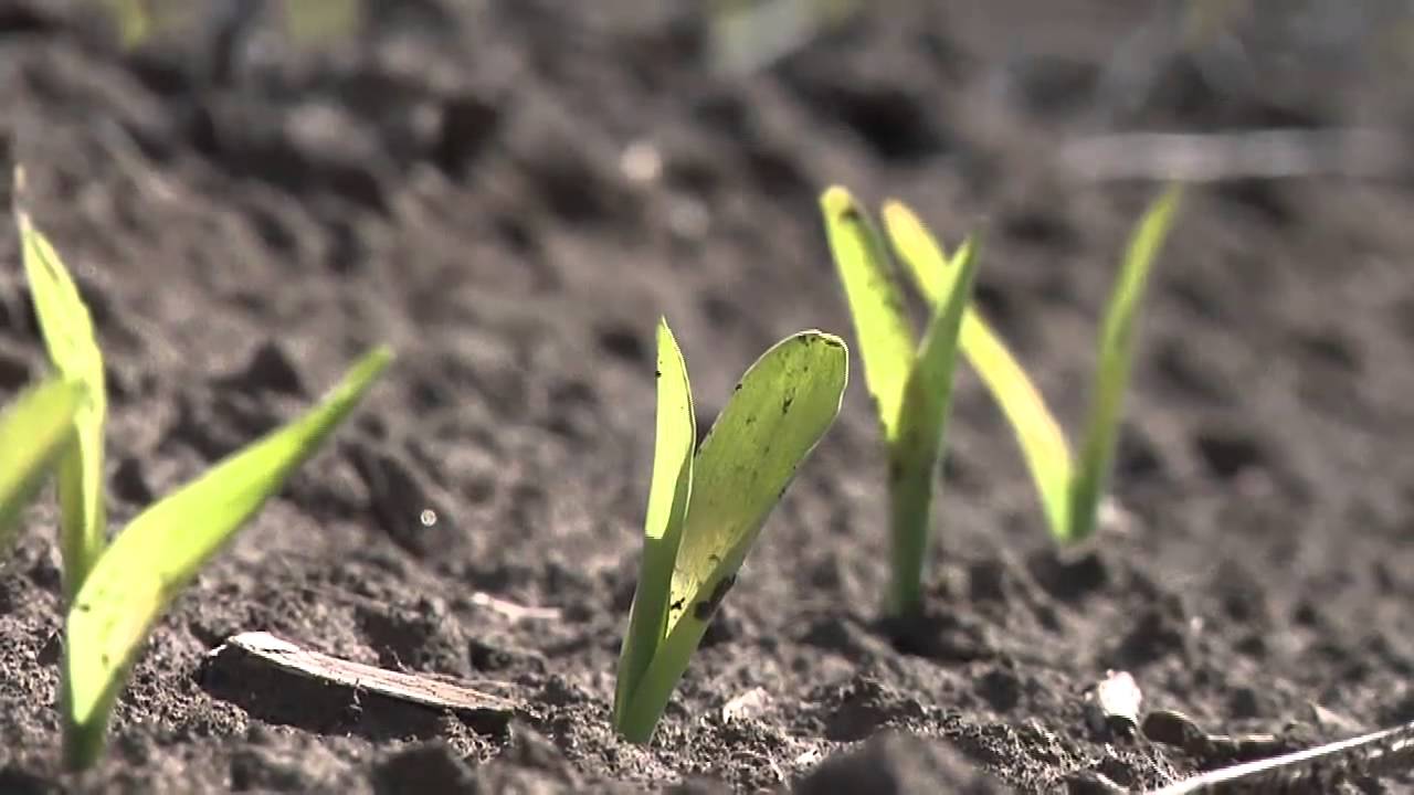 Ag Minute #700 (Air Date 5/30/14)