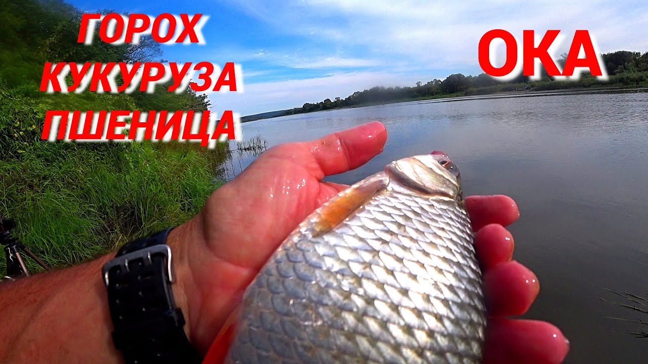 КРУПНАЯ ПЛОТВА и МОЩНЫЙ ГОЛАВЛЬ. Рыбалка на ГОРОХ, КУКУРУЗУ и ПШЕНИЦУ на ОКЕ.