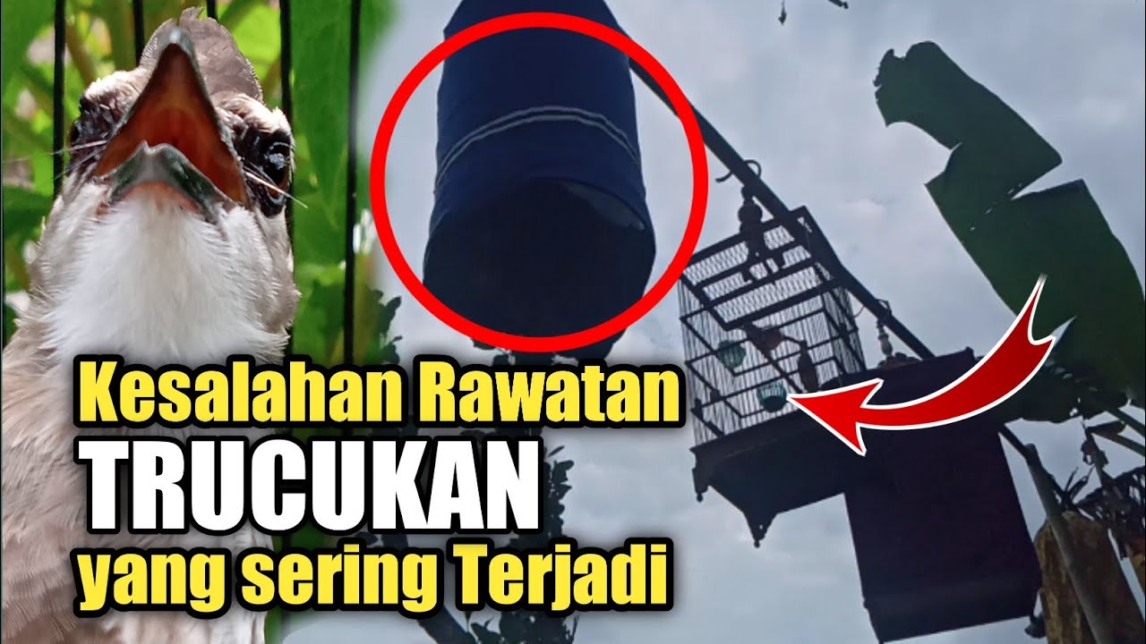 TRUCUKAN jika pingin GACOR dan stabil lihat ini