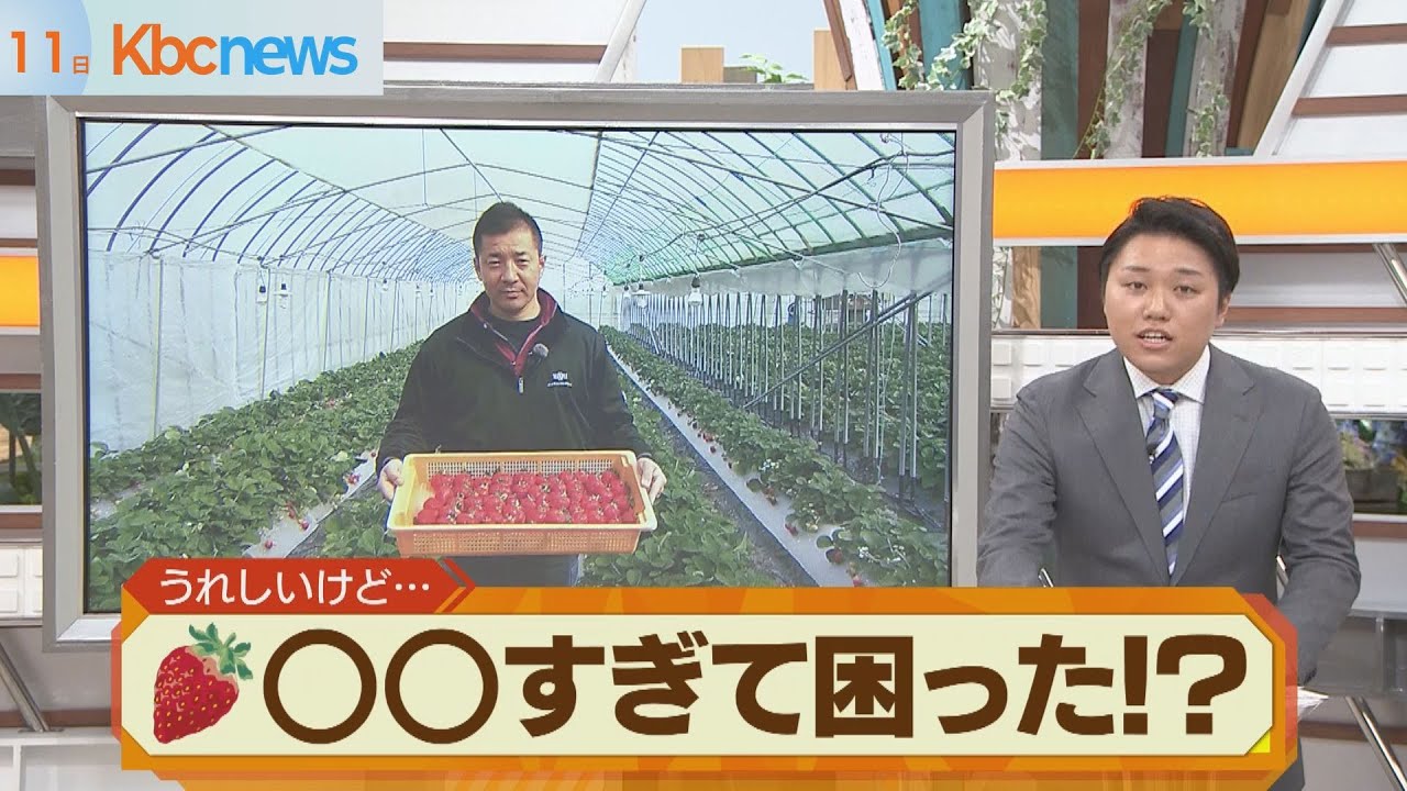 「あまおう」大きくなりすぎて&hellip;生産者が困った！？