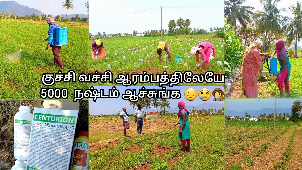 🌱புல்லு மருந்து அடிச்சு என்ன ஆச்சி பாருங்க..😢|Tapioca herbicides explains|#village|#vivasayam|#agri