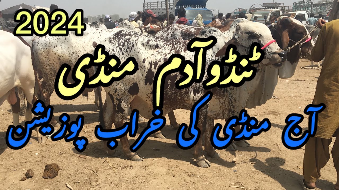 Tando Adam cow mandi update 06-04-2024
