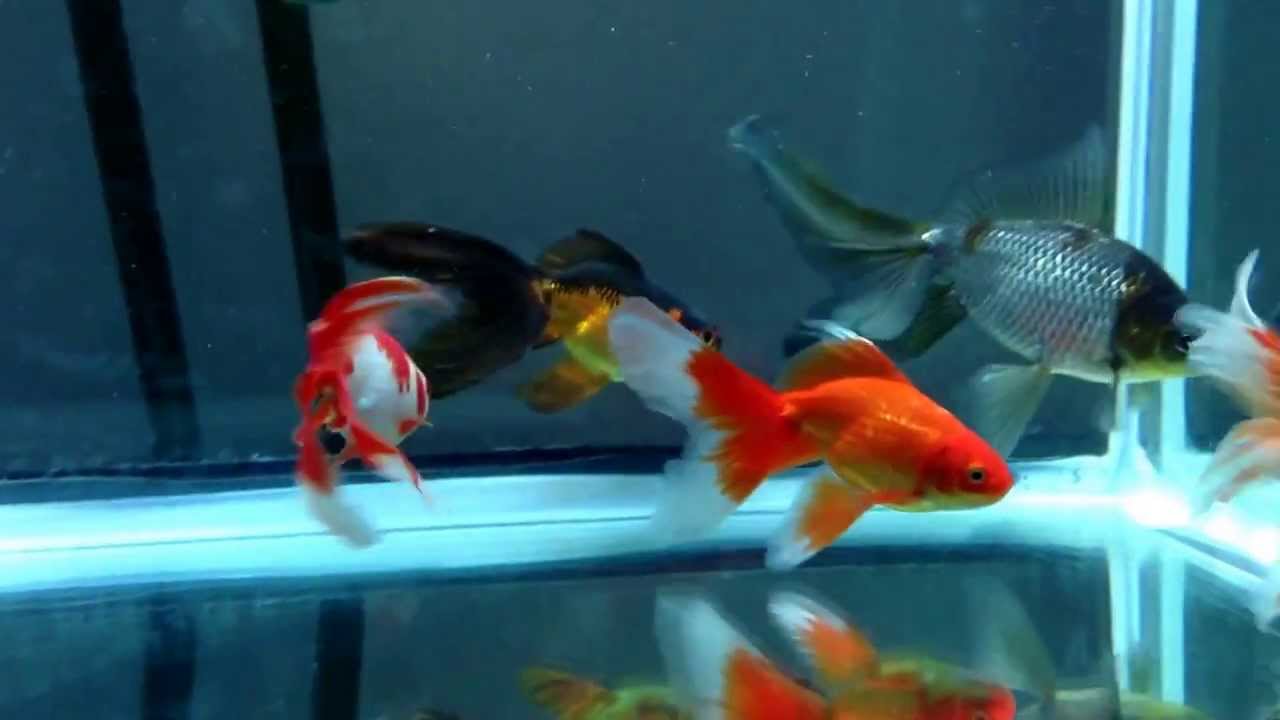 New Watonai Goldfish from Rain Garden Goldfish and Flower Farm in Hakipu'u Hawaii.
