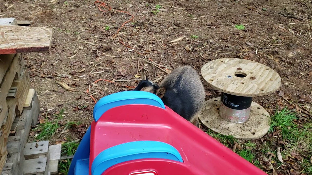 Nigerian dwarf goats making noise