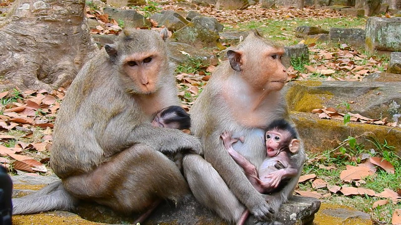 Most lovely baby monkey video; their mom takes them very well.🥰