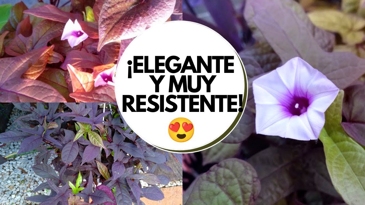 Ipomea morada cuidados / Planta súper resistente para exterirores