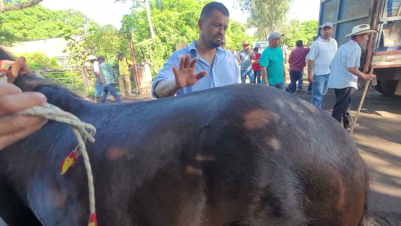 Caballos y Potrancas en El Salvador 08/11/2023