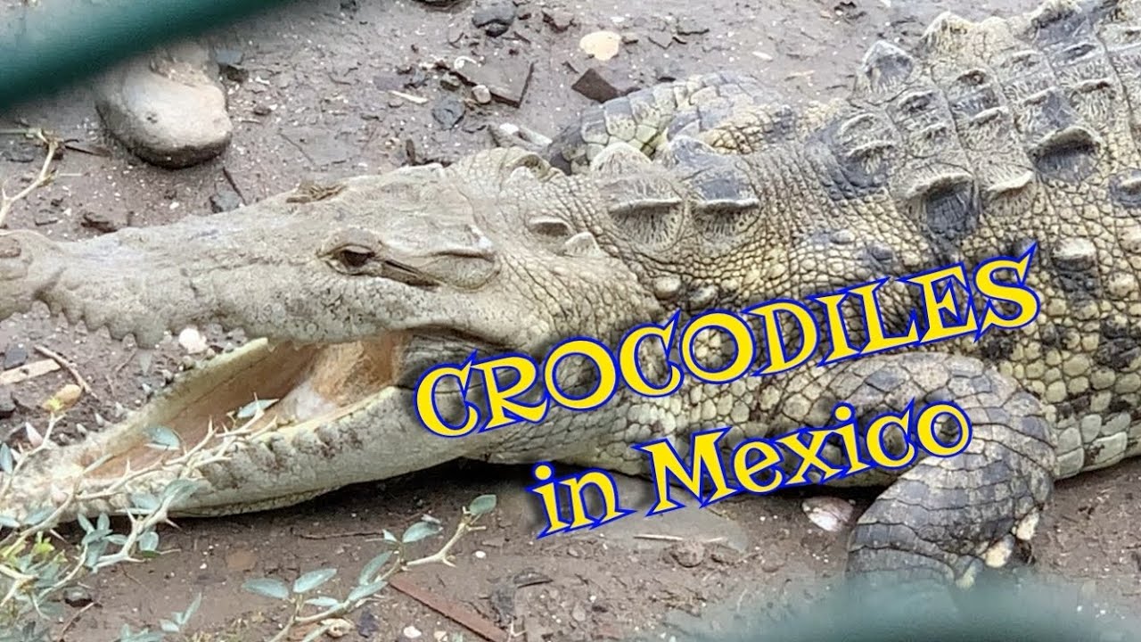 Crocodiles in Mexico| Watching crocodiles by drone |Cocodrilos Nayarit Mexico|Crocodiles