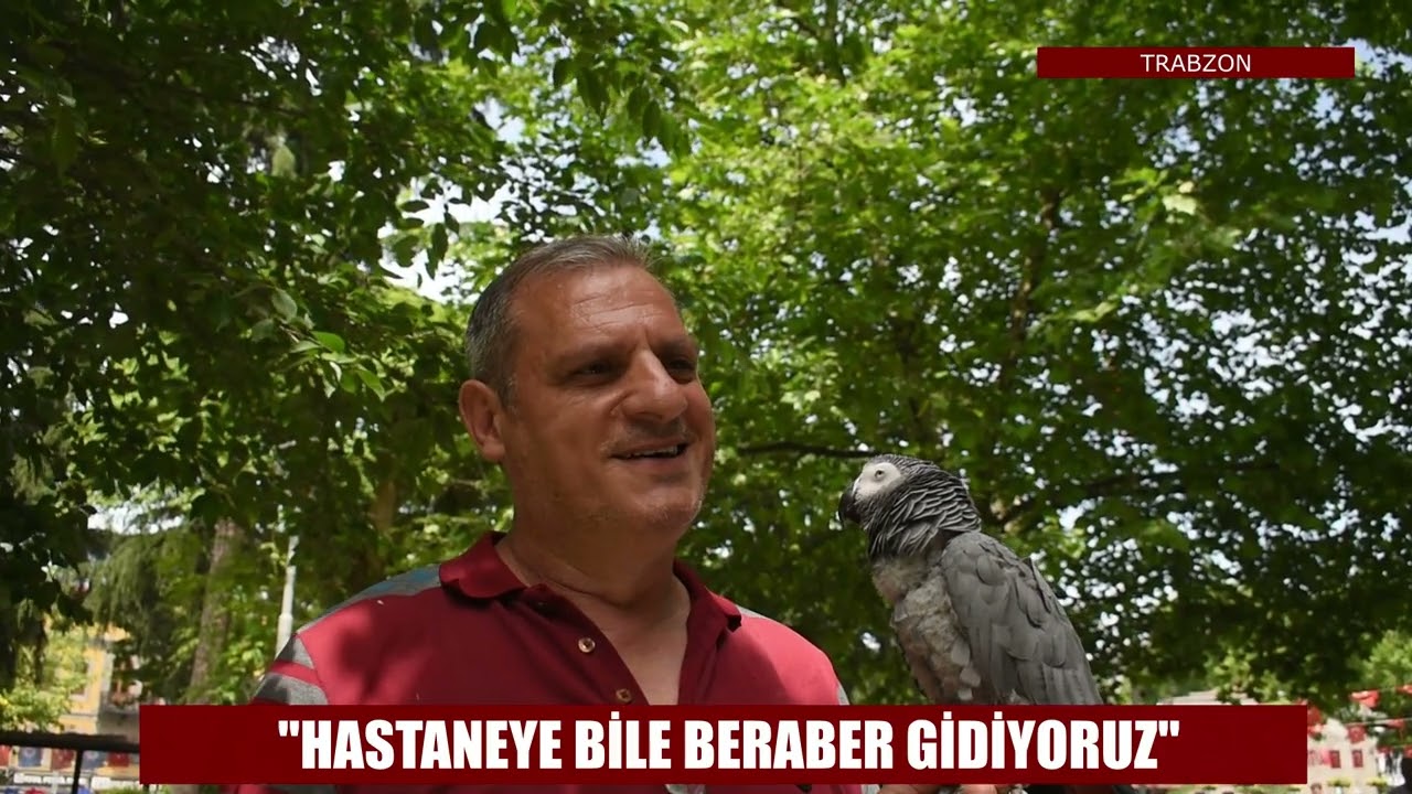 Nisa Bilazer papağan Şakir
