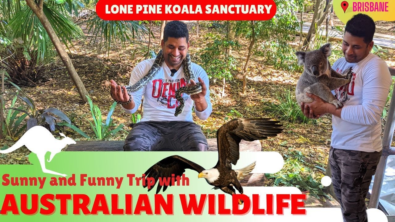 🇦🇺 ஆஸ்திரேலியா செல்ல பிராணிகலுடன் ஒரு நாள் 😀 | Lone Pine Koala Sanctuary | Tamil Vlog