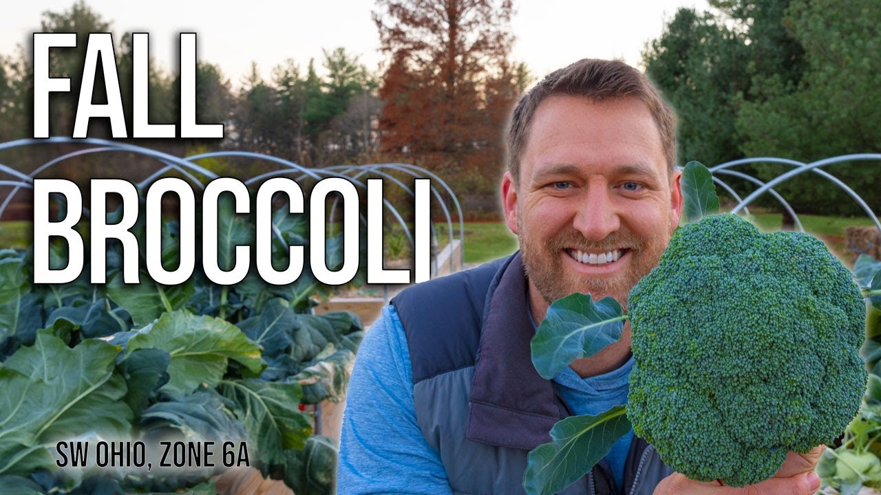How to grow broccoli in the fall - 2 tips for success! SW Ohio, zone 6a