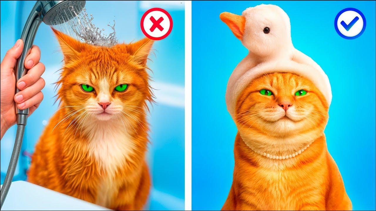 How to Take Care of Your Pet! Life Hack for Pet Owners