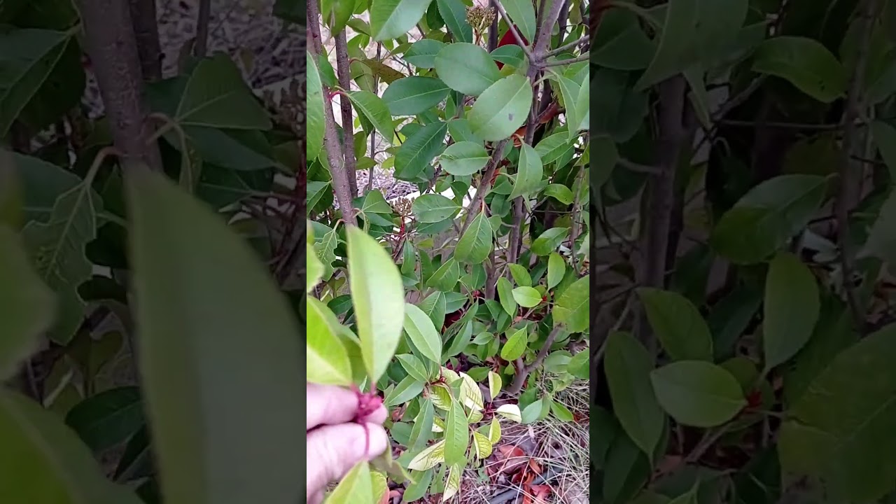 Seto de OCULTACI&Oacute;N FOTINIA (Photinia red robin)  #plantas #setoflorido