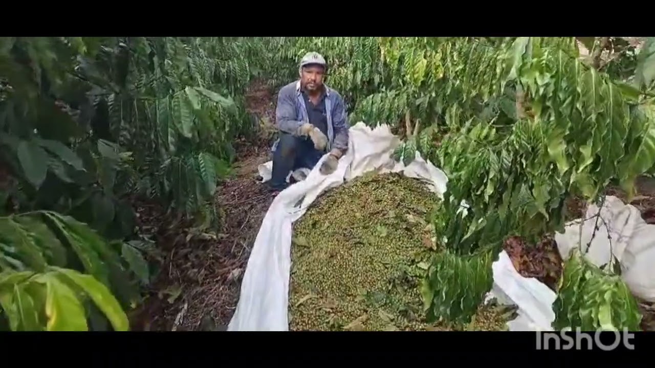 estamos pegando café,no espírito santo!!!!