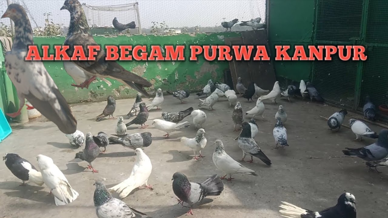 High Flying Pigeon | Kanpur | #mapigeon #pigeon #viral #trending #youtubevideo #shortsfeed #kanpur 