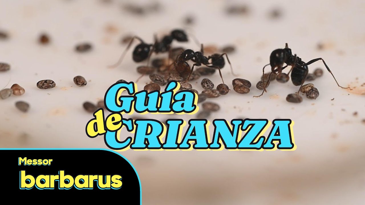 Messor barbarus: semillas, proteínas y secretos del hormiguero 🐜🌾🪹