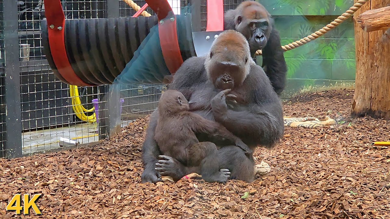 Life in the Gorilla Family | Love, Play & Protection | 4K Wildlife