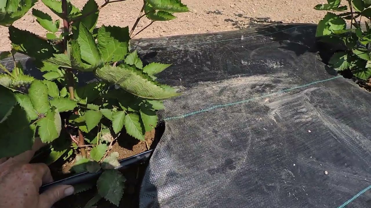 Making a raised bed for Blackberries by hand (Part 1)