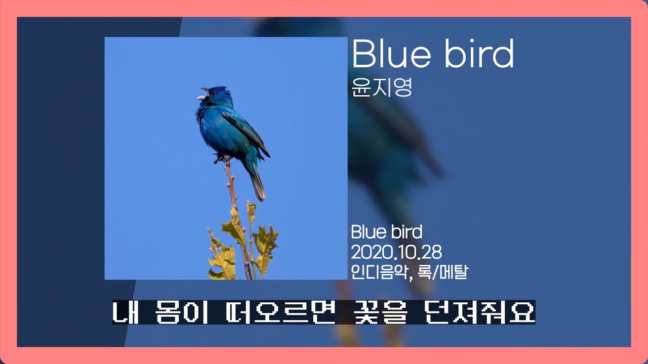 Blue bird - 윤지영 (Yoon Jiyoung) | Lyrics/가사