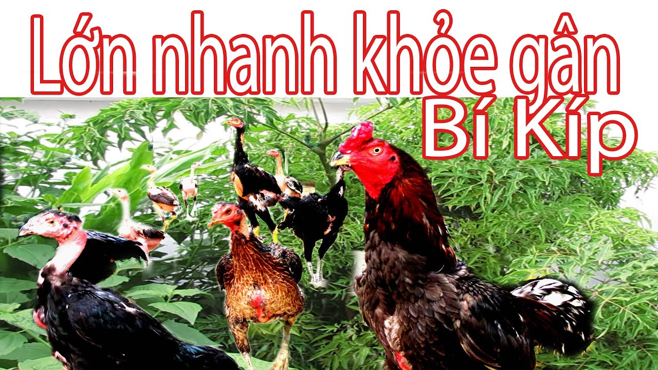 Cho Gà ăn cây này Gà lớn nhanh gân xương chắc khỏe | Nguyễn Viết Hòa