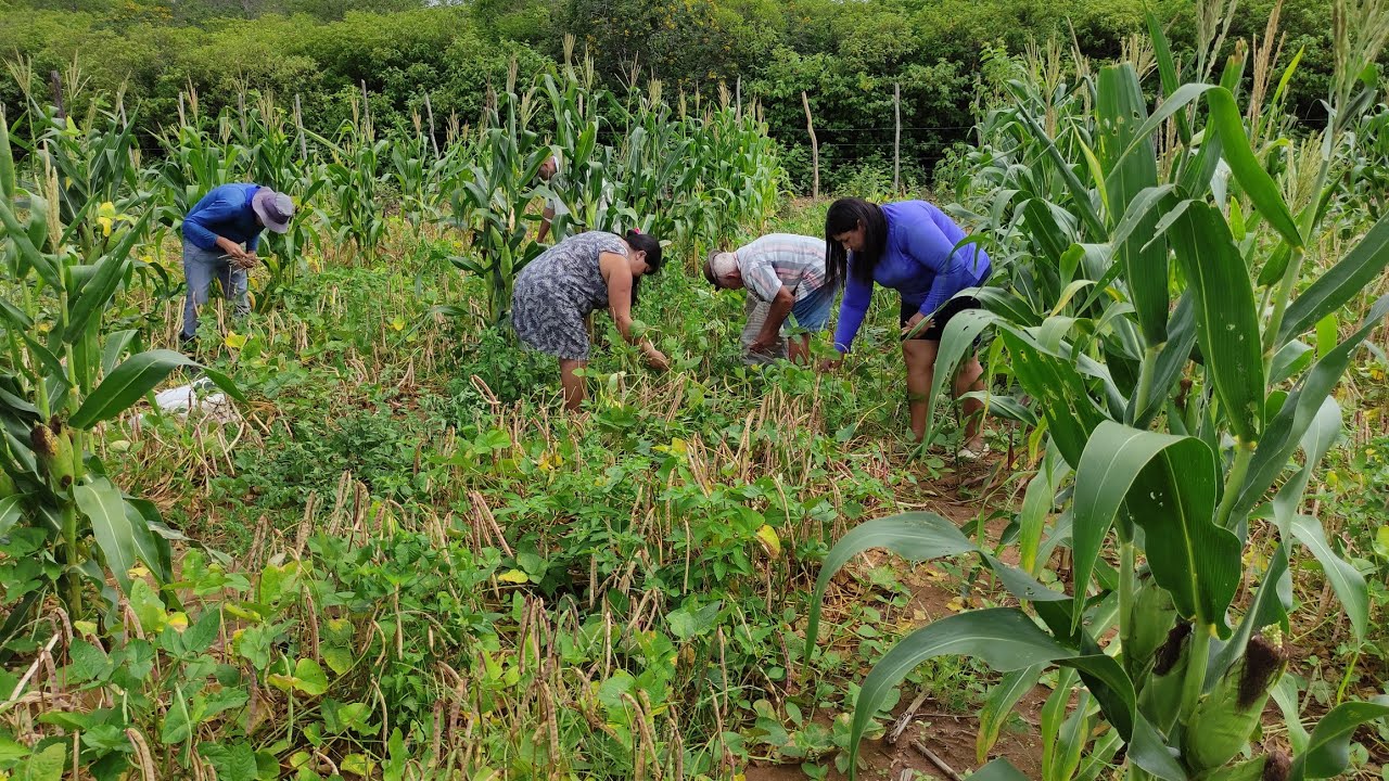 A SAFRA DE FEIJÃO DE CORDA NO SERTÃO DE PERNAMBUCO, SERTÃO MAMOEIRO MOSTRANDO AS COLHEITAS.