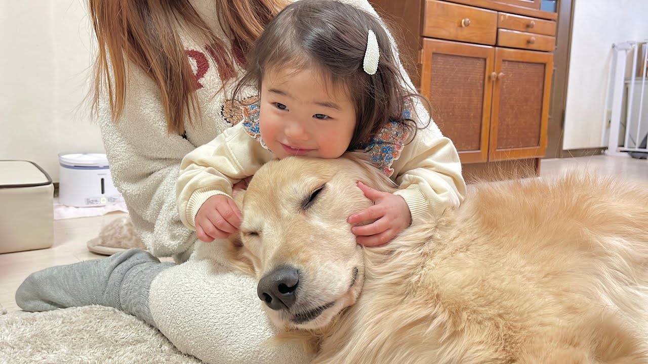 1歳児も吸わずにはいさせられなくさせてしまう魅惑のゴールデンレトリバー
